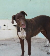 AITANA, Hund, Mischlingshund in Spanien - Bild 1