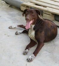 AITANA, Hund, Mischlingshund in Spanien - Bild 3