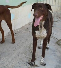 AITANA, Hund, Mischlingshund in Spanien - Bild 4