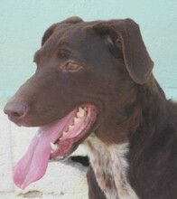 AITANA, Hund, Mischlingshund in Spanien - Bild 6