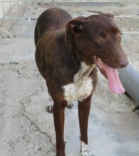 AITANA, Hund, Mischlingshund in Spanien - Bild 7