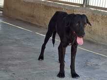 LOLA, Hund, Mischlingshund in Spanien - Bild 2