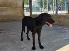LOLA, Hund, Mischlingshund in Spanien - Bild 3