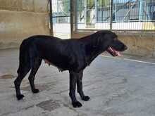 LOLA, Hund, Mischlingshund in Spanien - Bild 4