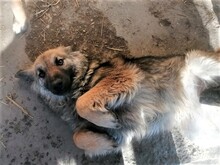 OTTO, Hund, Mischlingshund in Rumänien - Bild 1
