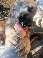 OTTO, Hund, Mischlingshund in Rumänien - Bild 10