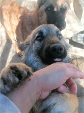 OTTO, Hund, Mischlingshund in Rumänien - Bild 11