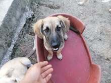 OTTO, Hund, Mischlingshund in Rumänien - Bild 14