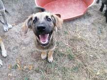 OTTO, Hund, Mischlingshund in Rumänien - Bild 16
