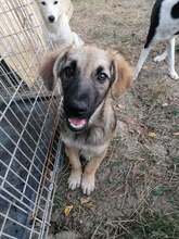 OTTO, Hund, Mischlingshund in Rumänien - Bild 17