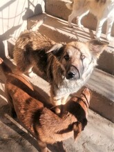 OTTO, Hund, Mischlingshund in Rumänien - Bild 2