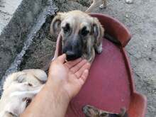 OTTO, Hund, Mischlingshund in Rumänien - Bild 20