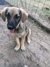 OTTO, Hund, Mischlingshund in Rumänien - Bild 22