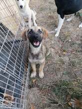 OTTO, Hund, Mischlingshund in Rumänien - Bild 23