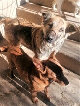 OTTO, Hund, Mischlingshund in Rumänien - Bild 3