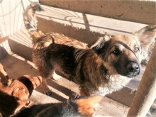 OTTO, Hund, Mischlingshund in Rumänien - Bild 4
