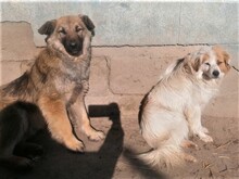OTTO, Hund, Mischlingshund in Rumänien - Bild 5