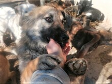OTTO, Hund, Mischlingshund in Rumänien - Bild 7