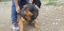 ILARIA, Hund, Mischlingshund in Italien - Bild 3
