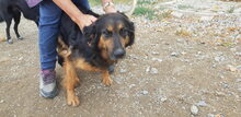 ILARIA, Hund, Mischlingshund in Italien - Bild 4