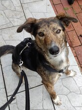 NATASHA, Hund, Mischlingshund in Rumänien - Bild 1