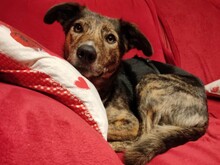 NATASHA, Hund, Mischlingshund in Rumänien - Bild 11