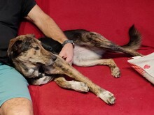 NATASHA, Hund, Mischlingshund in Rumänien - Bild 12