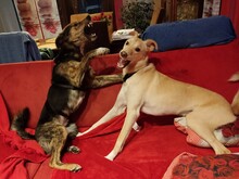 NATASHA, Hund, Mischlingshund in Rumänien - Bild 14