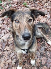 NATASHA, Hund, Mischlingshund in Rumänien - Bild 15