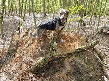 NATASHA, Hund, Mischlingshund in Rumänien - Bild 3