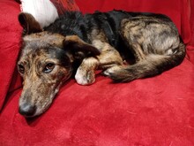 NATASHA, Hund, Mischlingshund in Rumänien - Bild 9