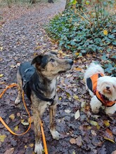 NATASHA, Hund, Mischlingshund in Sinzheim - Bild 19