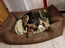 NATASHA, Hund, Mischlingshund in Dorsten - Bild 23