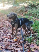 NATASHA, Hund, Mischlingshund in Sinzheim - Bild 25