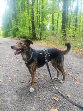 NATASHA, Hund, Mischlingshund in Sinzheim - Bild 28