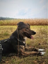 NATASHA, Hund, Mischlingshund in Dorsten - Bild 31