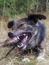 NATASHA, Hund, Mischlingshund in Sinzheim - Bild 34