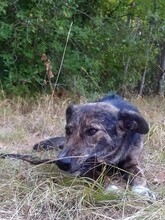 NATASHA, Hund, Mischlingshund in Sinzheim - Bild 35