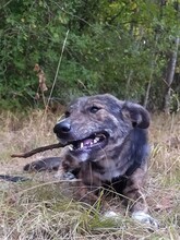 NATASHA, Hund, Mischlingshund in Sinzheim - Bild 36