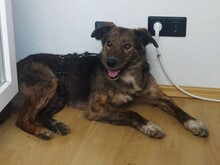 NATASHA, Hund, Mischlingshund in Sinzheim - Bild 42
