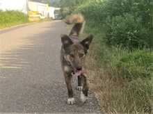 NATASHA, Hund, Mischlingshund in Sinzheim - Bild 45