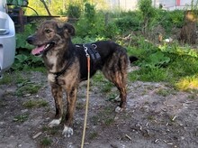 NATASHA, Hund, Mischlingshund in Sinzheim - Bild 46