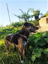 NATASHA, Hund, Mischlingshund in Dorsten - Bild 51