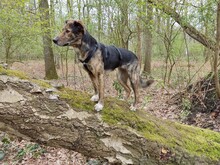 NATASHA, Hund, Mischlingshund in Dorsten - Bild 6