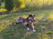 NATASHA, Hund, Mischlingshund in Sinzheim - Bild 61