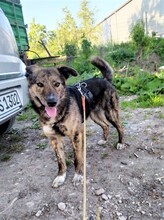 NATASHA, Hund, Mischlingshund in Sinzheim - Bild 62