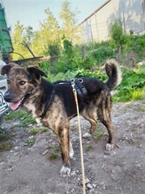NATASHA, Hund, Mischlingshund in Sinzheim - Bild 63