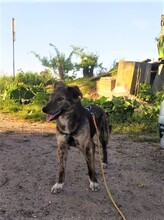 NATASHA, Hund, Mischlingshund in Dorsten - Bild 64