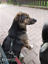 NATASHA, Hund, Mischlingshund in Dorsten - Bild 69