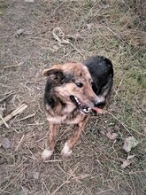 NATASHA, Hund, Mischlingshund in Dorsten - Bild 72